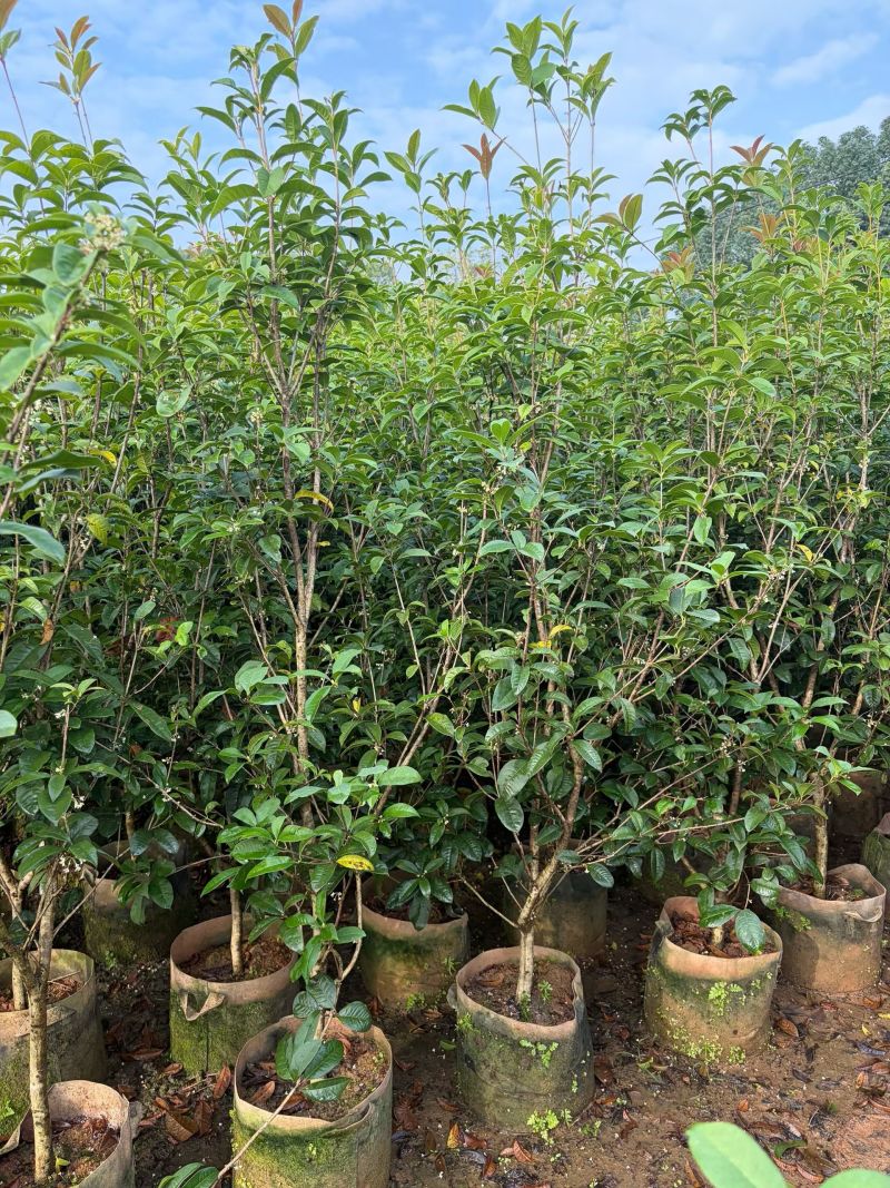 四季桂1.5-2米高出售大量现货质量保证可现场考