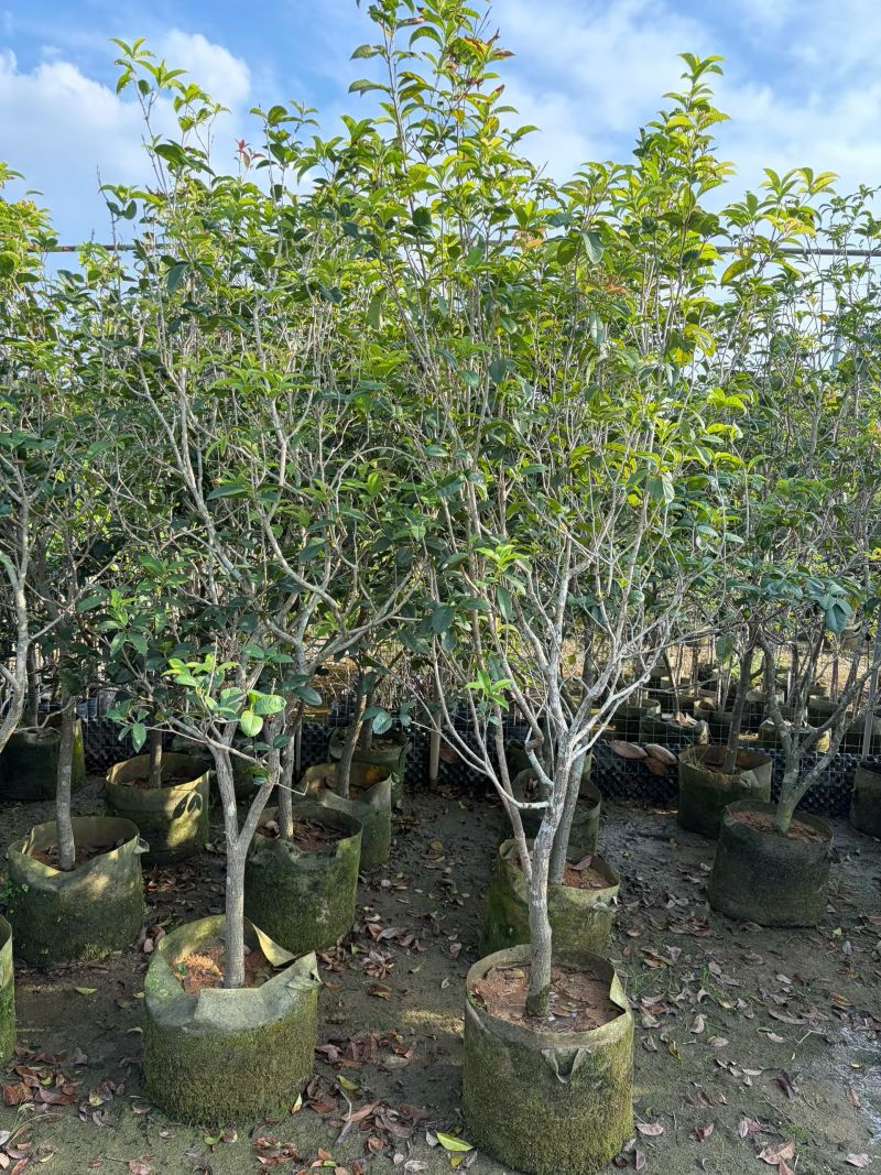 四季桂1.5-2米高出售大量现货质量保证可现场考