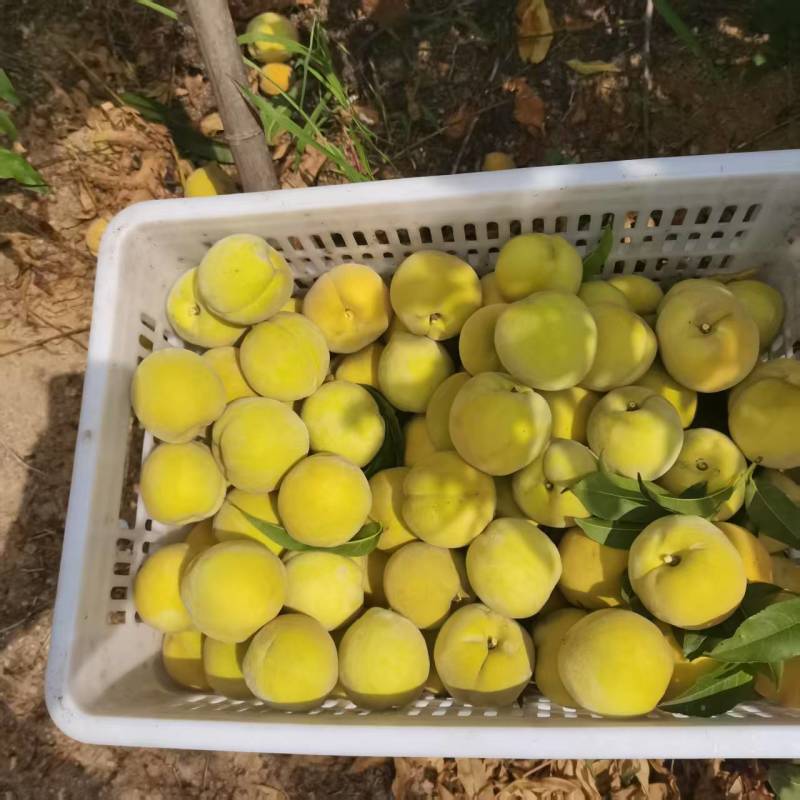 冷冻杏子瓣，山东产地直发，对接客户各地客商，价格优惠