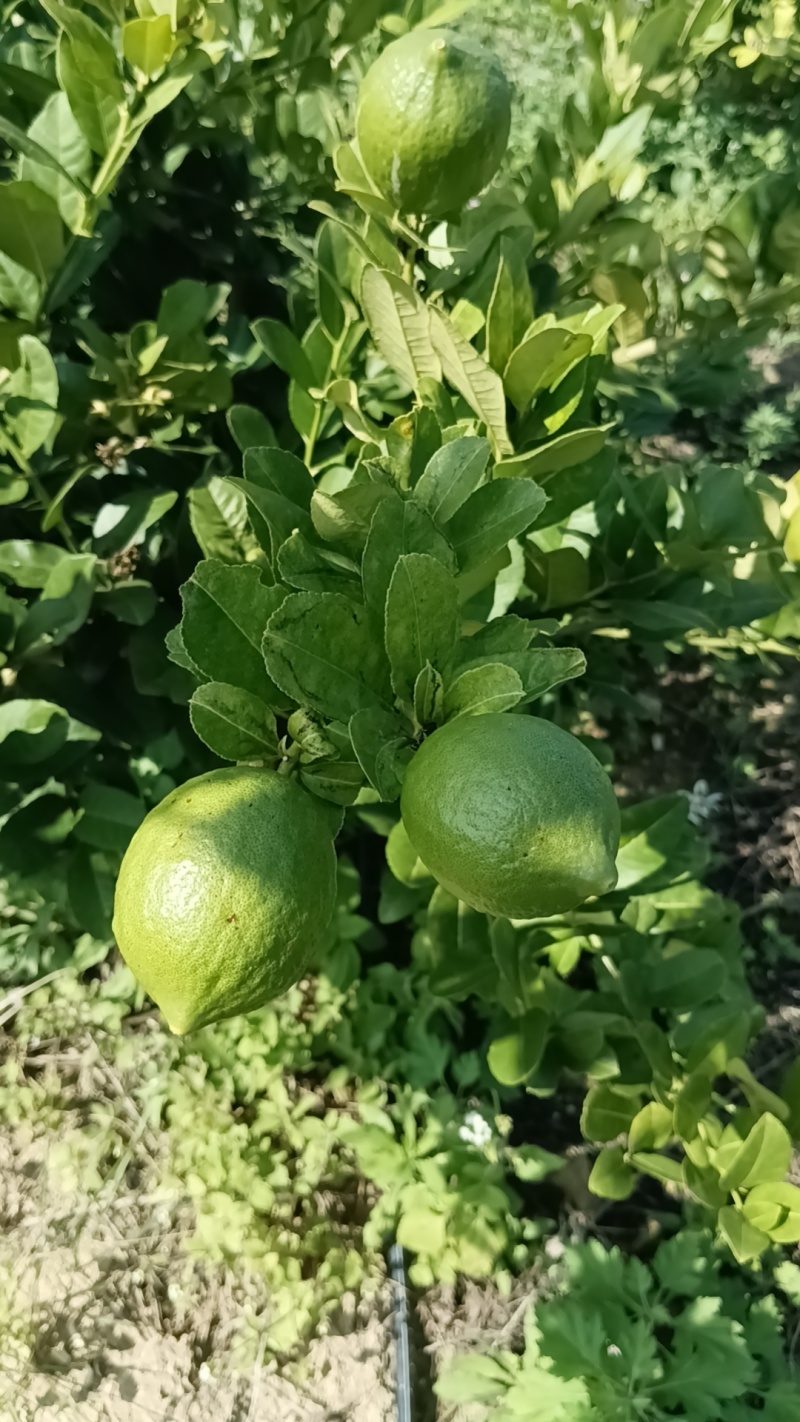 香水柠檬