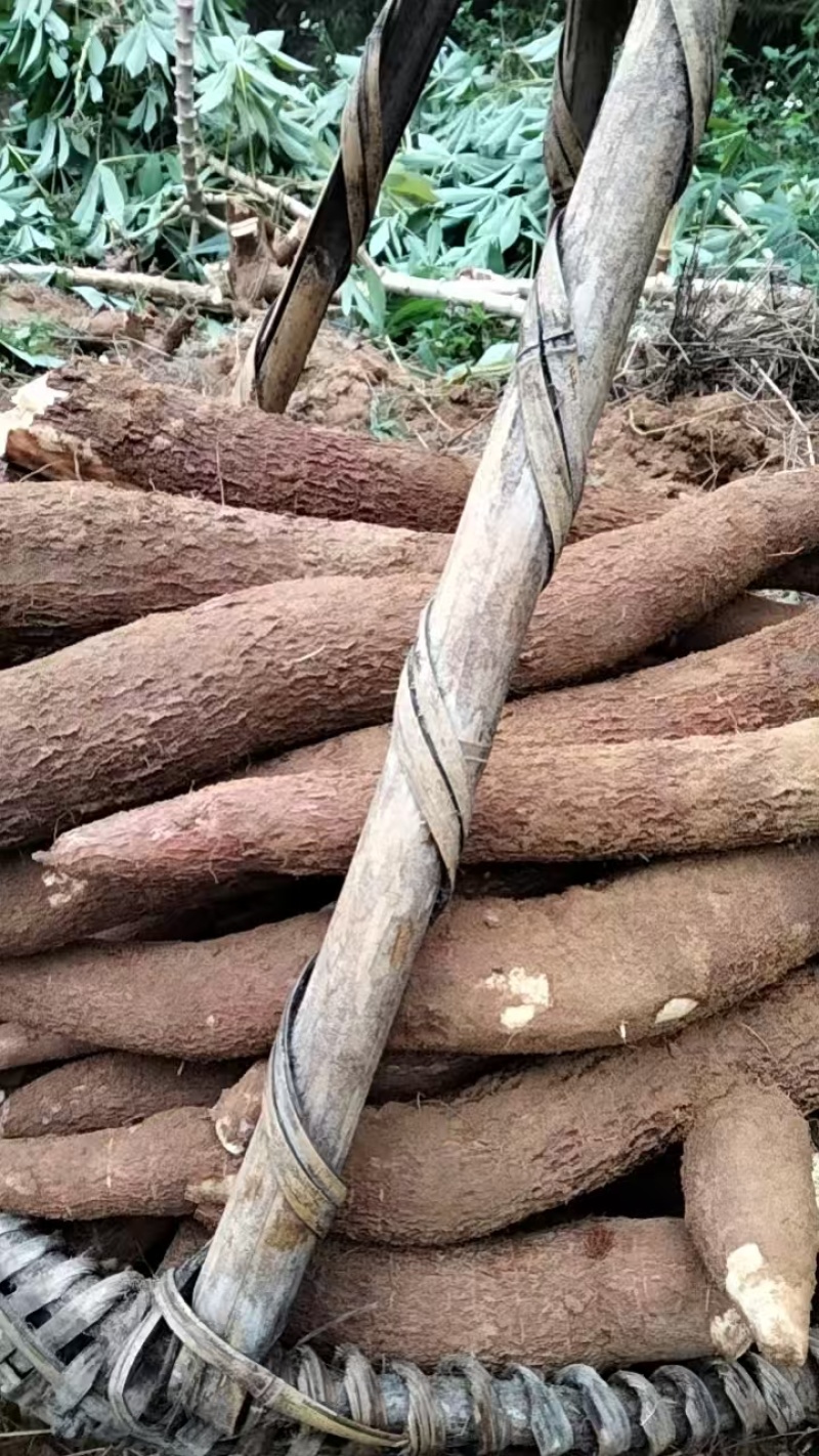 黄心木薯