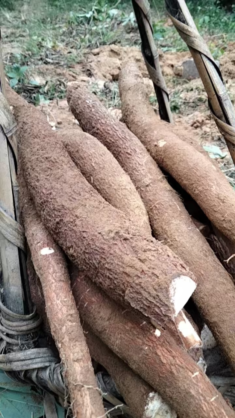 黄心木薯