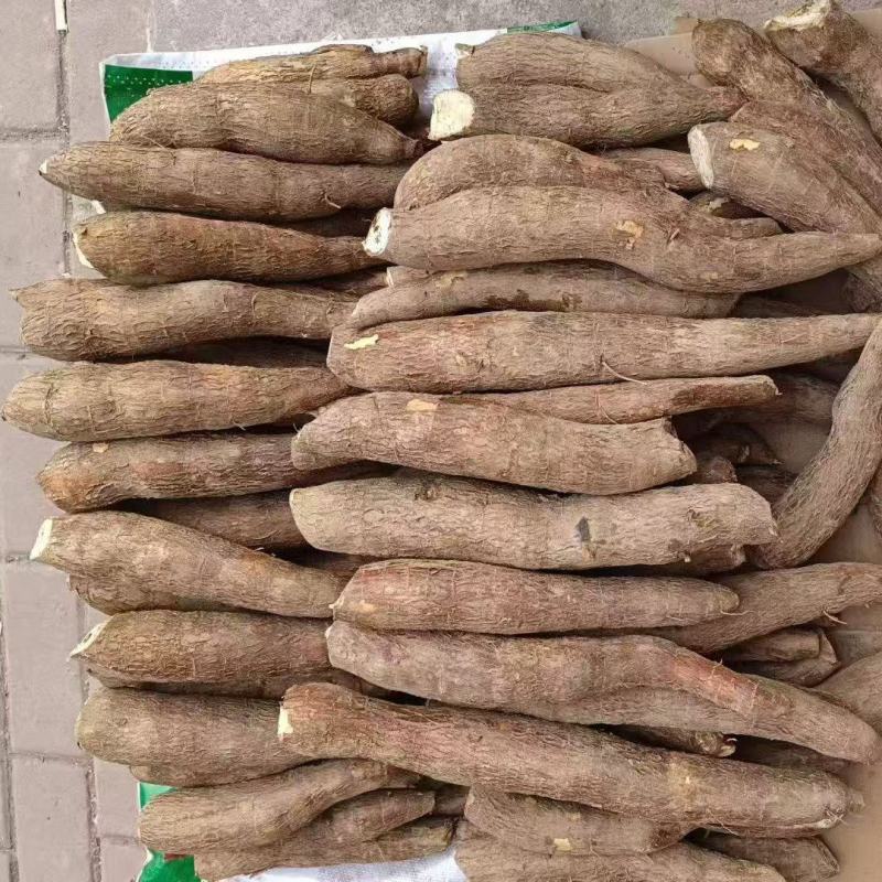 黄心木薯