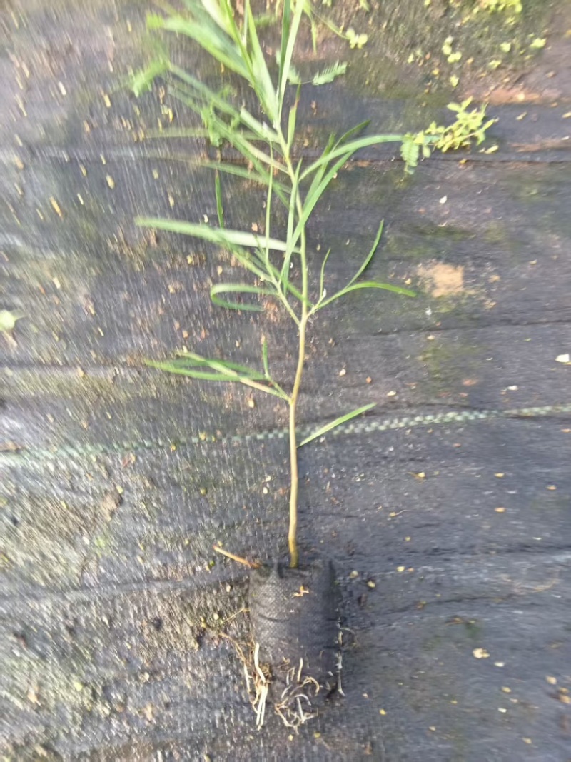 良种黑木相思