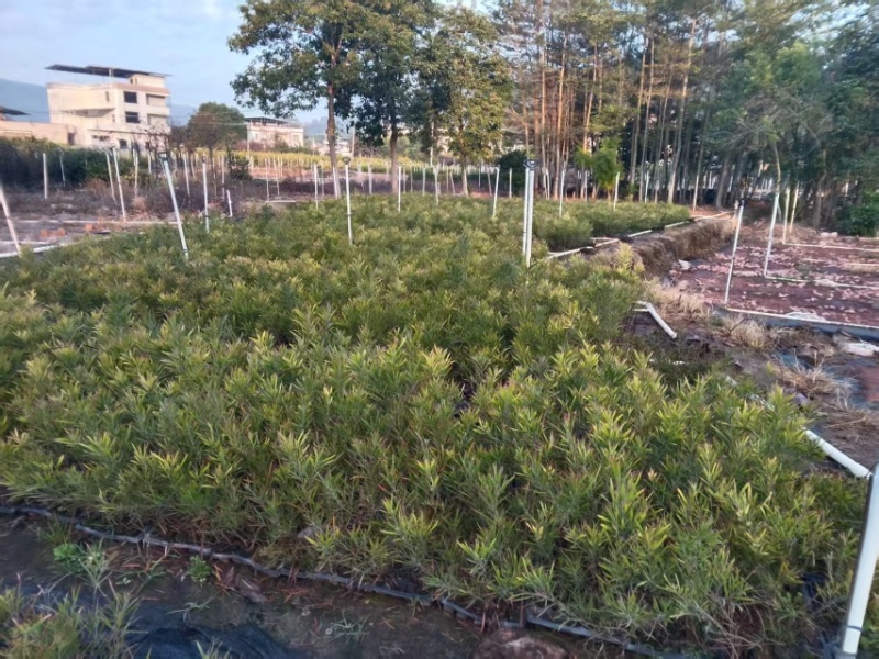 良种黑木相思