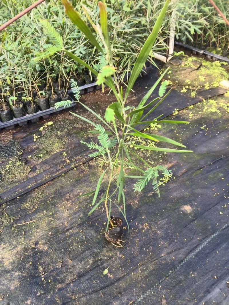 良种黑木相思