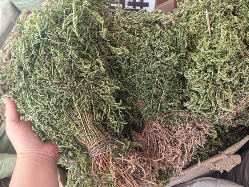 石上柏全草整棵切段支持线上交易量大从优