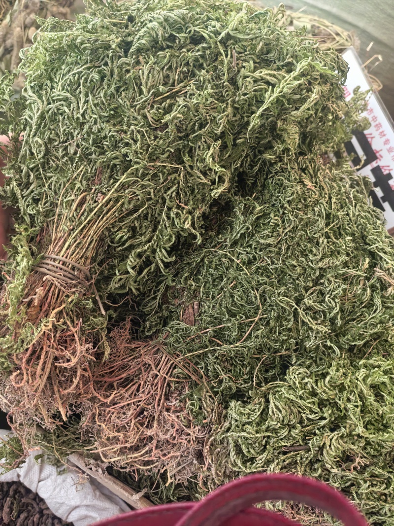 石上柏全草整棵切段支持线上交易量大从优