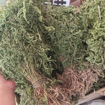 石上柏全草整棵切段支持线上交易量大从优