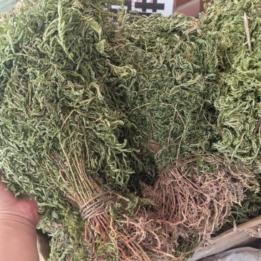 石上柏全草整棵切段支持线上交易量大从优
