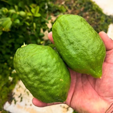 香水柠檬