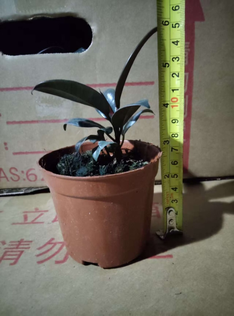 黑金刚90杯，大批量上市