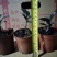 黑金刚90杯，大批量上市