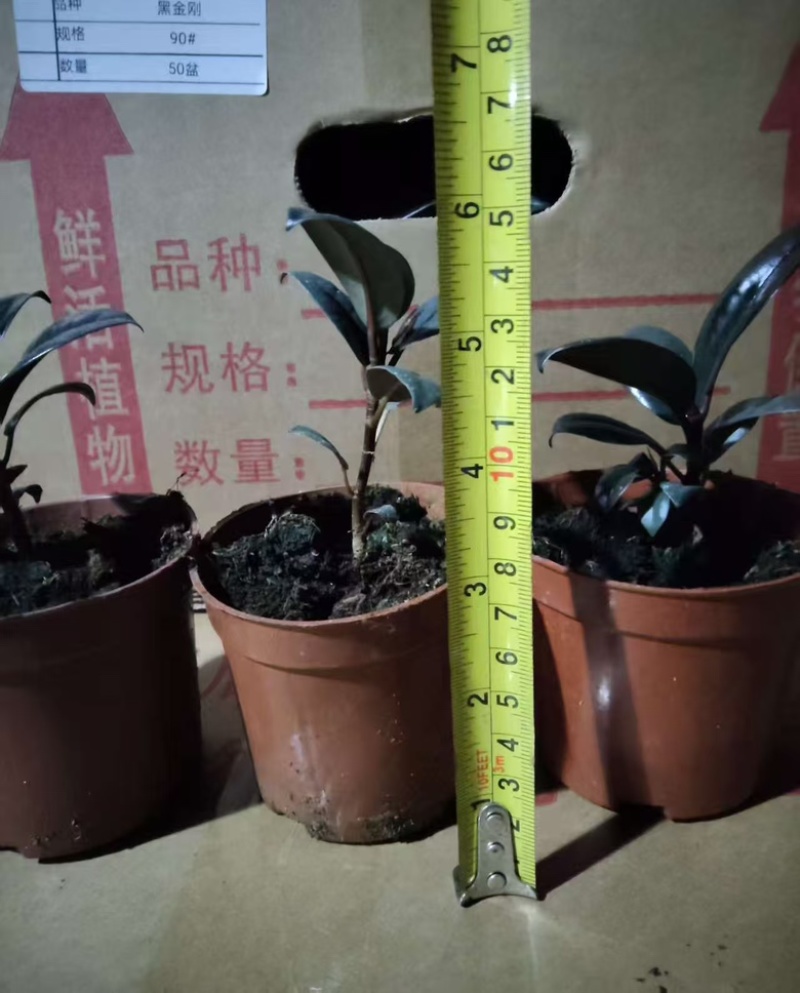 黑金刚90杯，大批量上市