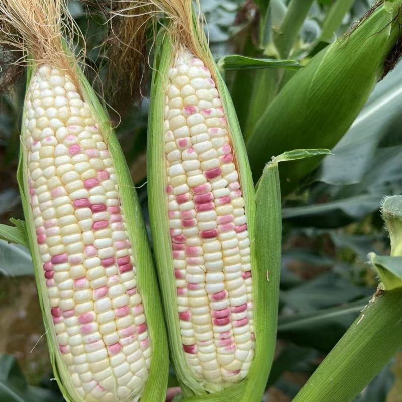 晓富天贵糯937花糯玉米黏玉米香彩甜糯玉米种子红亮丰产好