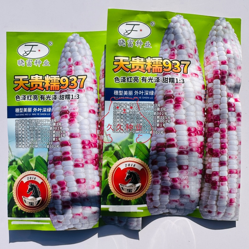 晓富天贵糯937花糯玉米黏玉米香彩甜糯玉米种子红亮丰产好