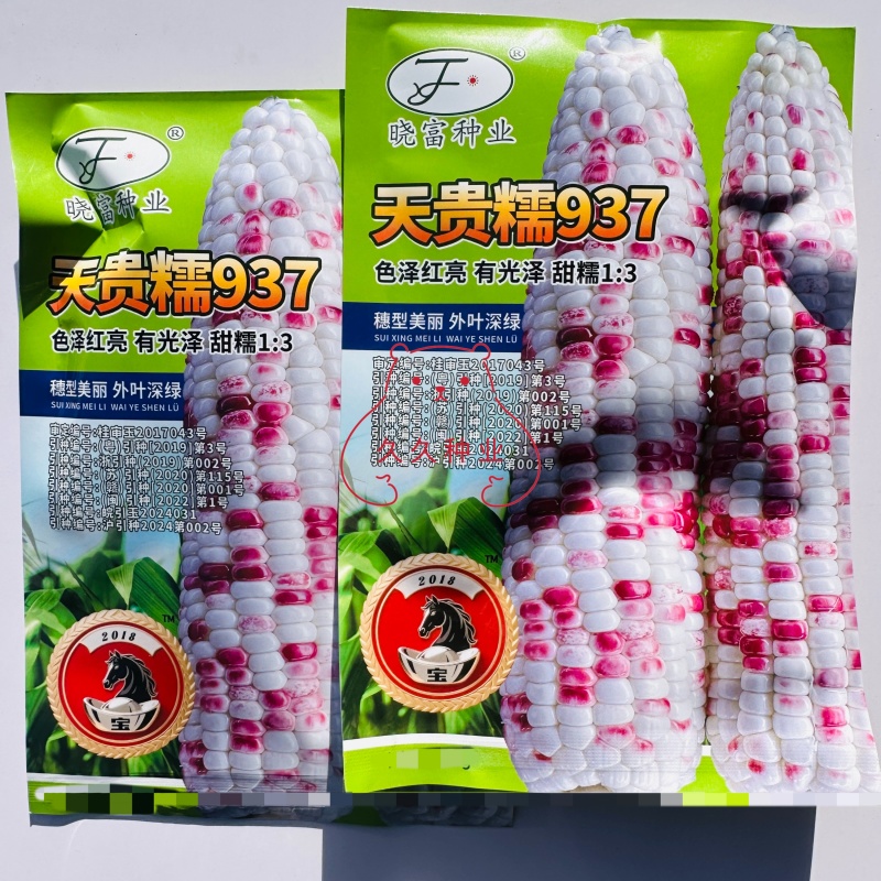 晓富天贵糯937花糯玉米黏玉米香彩甜糯玉米种子红亮丰产好