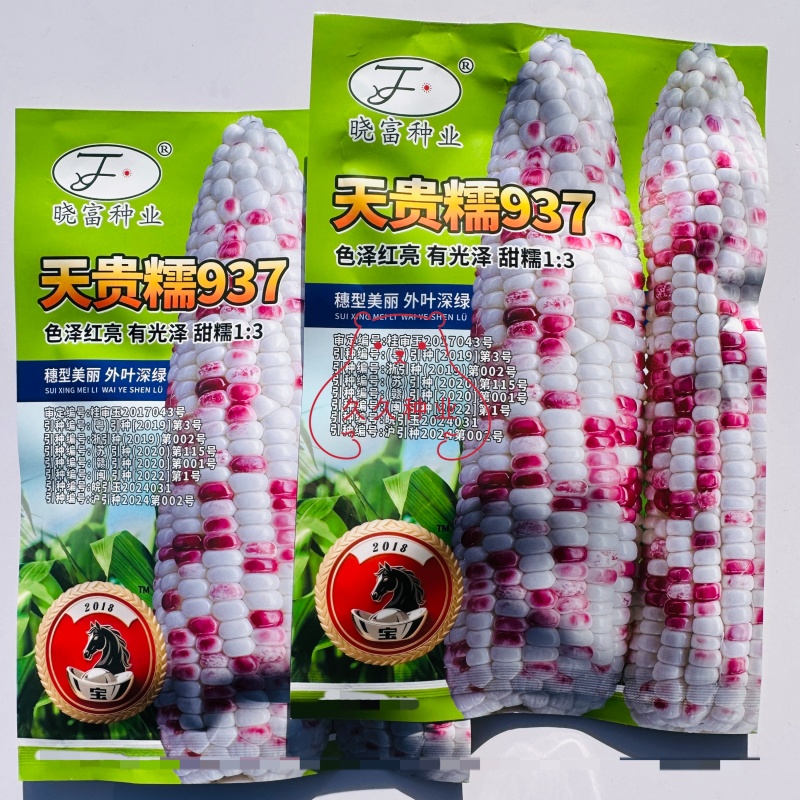 晓富天贵糯937花糯玉米黏玉米香彩甜糯玉米种子红亮丰产好