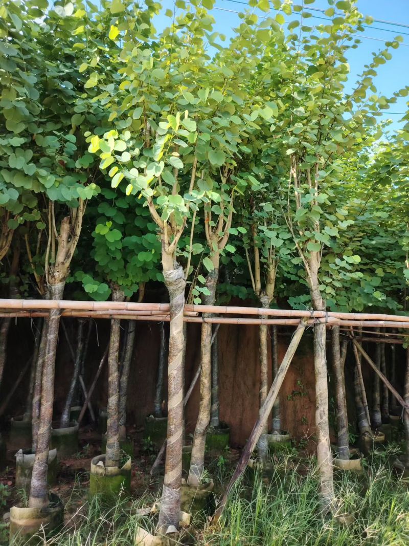 宫粉紫荆骨架货12-15-18-20公分基地直销