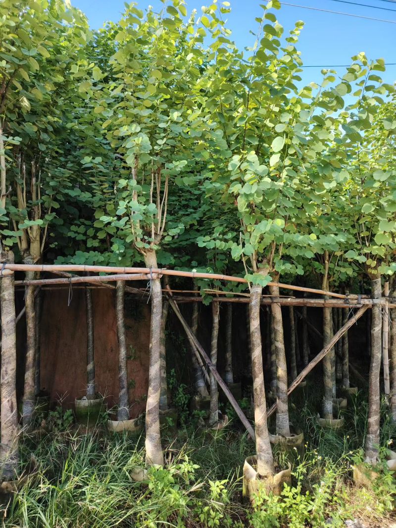 宫粉紫荆骨架货12-15-18-20公分基地直销