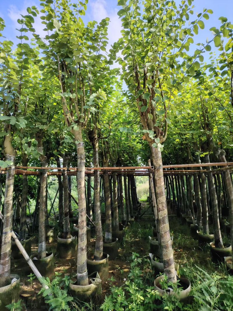 宫粉紫荆骨架货12-15-18-20公分基地直销