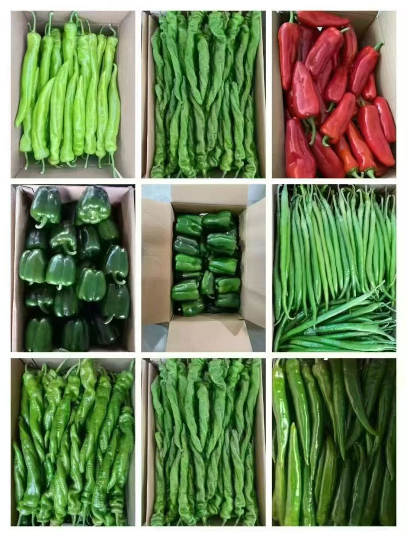 福建螺丝辣椒陇椒大量上市
