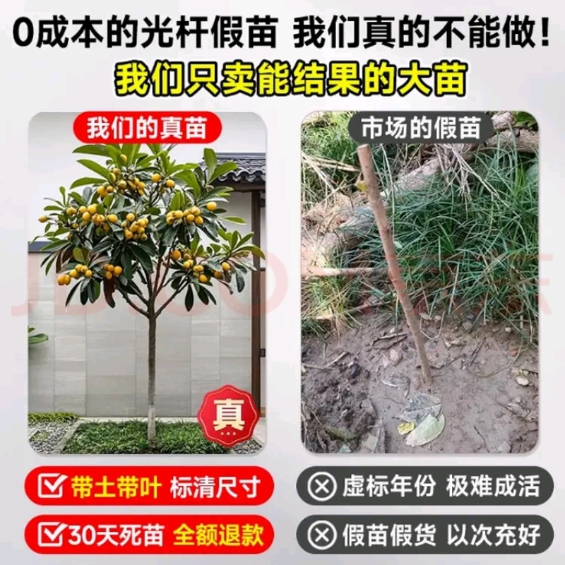 四川大五星枇杷苗基地直发提供技术指导包成活包挂果欢迎来电