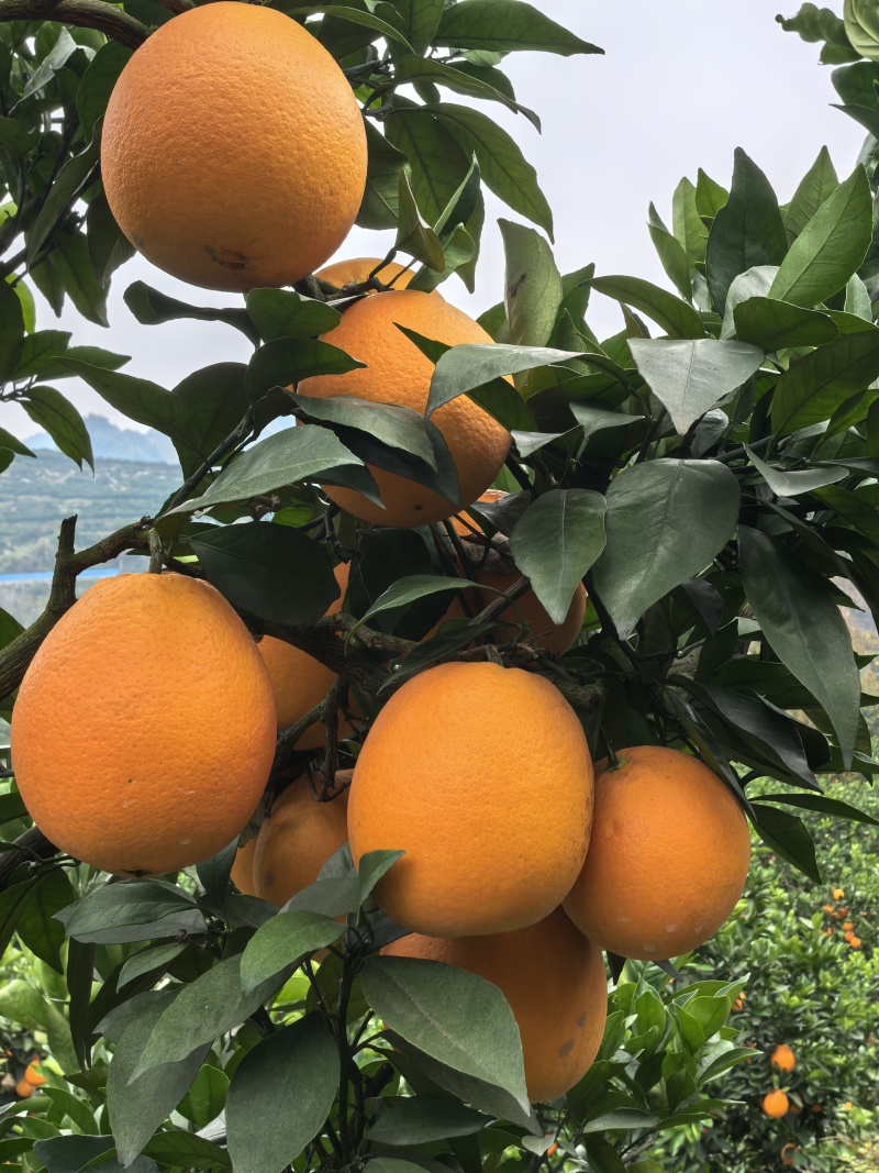 湖南脐橙纽荷尔脐橙产地直供量大从优欢迎联系品好