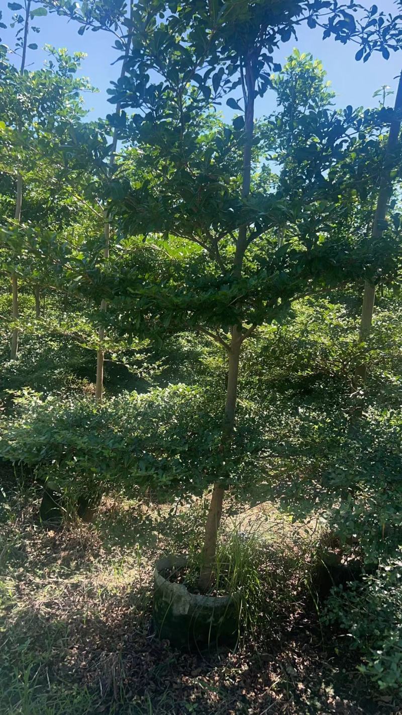 小叶榄仁原生苗5-6-7公分大量出售基地直销可视频
