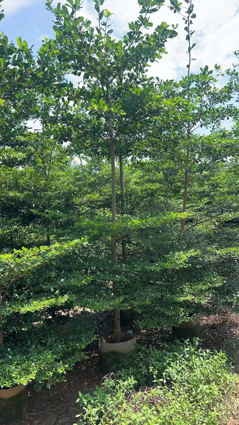 小叶榄仁原生苗5-6-7公分大量出售基地直销可视频