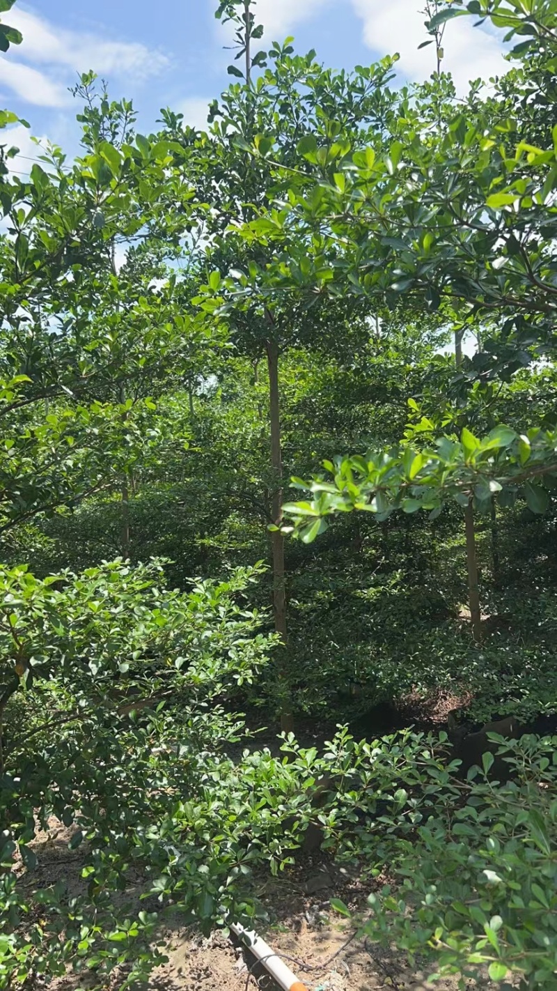 小叶榄仁原生苗5-6-7公分大量出售基地直销可视频