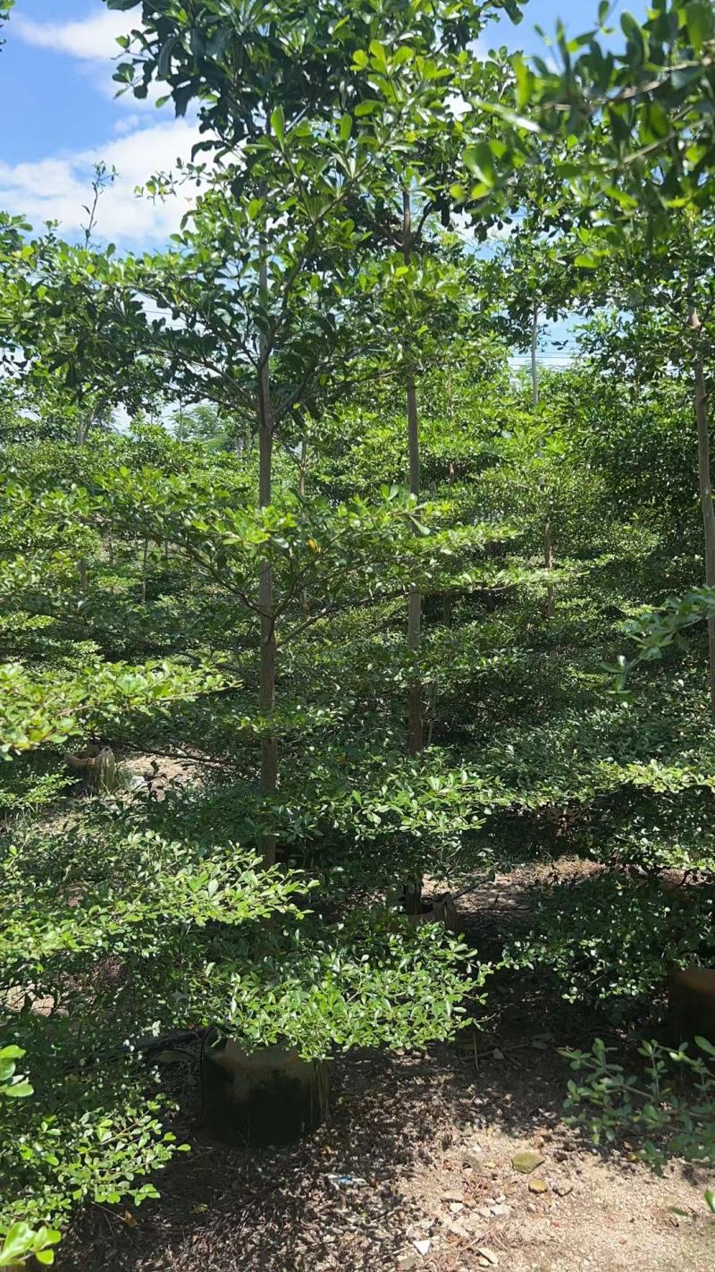 小叶榄仁原生苗5-6-7公分大量出售基地直销可视频