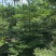 小叶榄仁原生苗5-6-7公分大量出售基地直销可视频