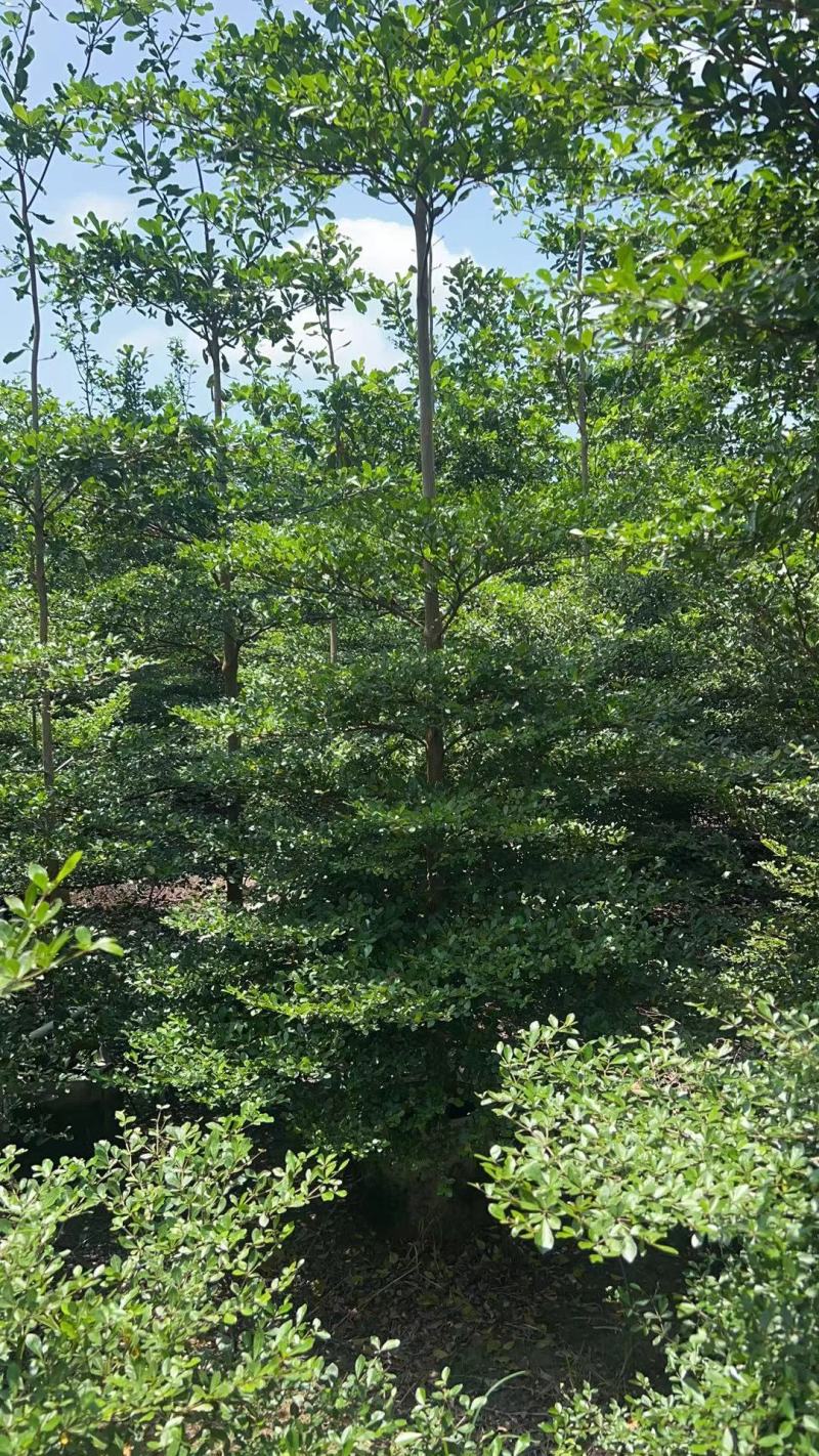 小叶榄仁原生苗5-6-7公分大量出售基地直销可视频
