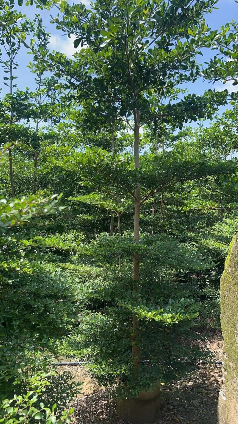 小叶榄仁原生苗5-6-7公分大量出售基地直销可视频