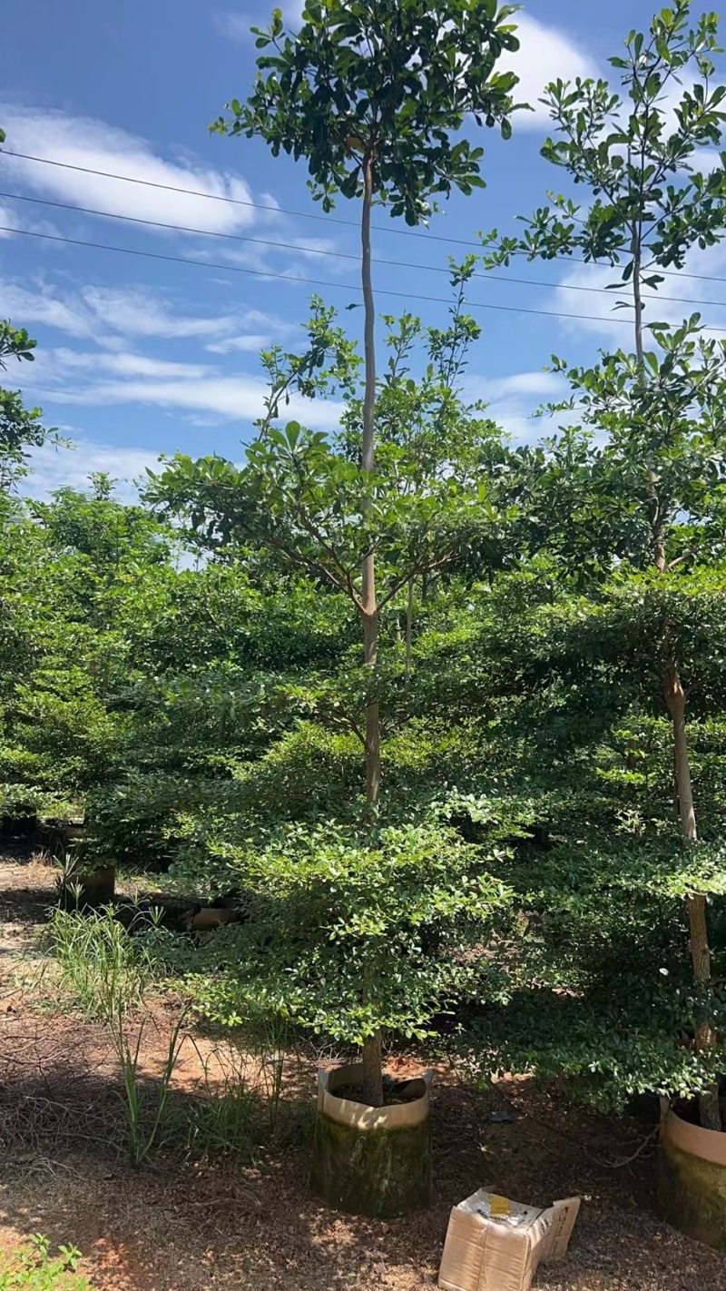 小叶榄仁原生苗5-6-7公分大量出售基地直销可视频