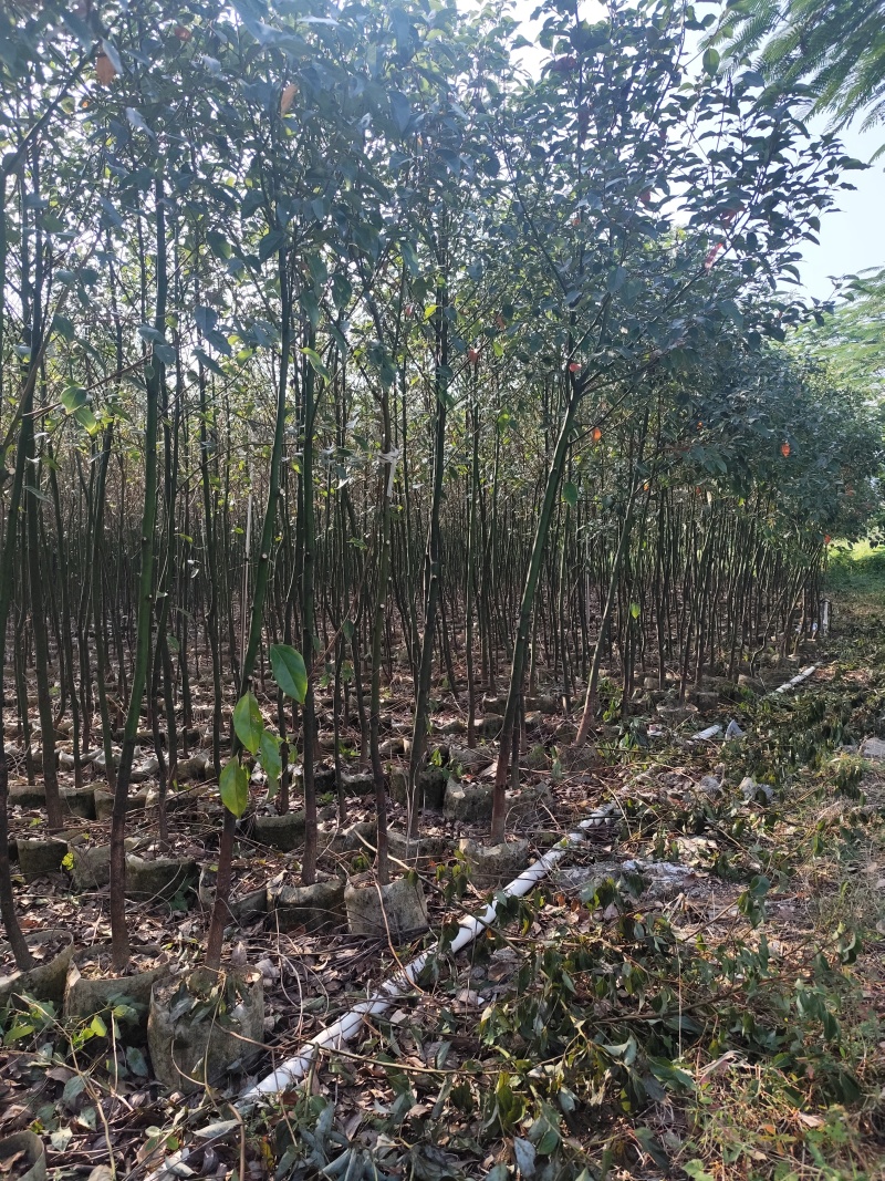 香樟原生苗1-2-3公分大量出售基地直销可视频看货