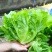 速生生菜种籽抗病抗寒半结球生菜四季播种耐热耐抽苔生菜种子