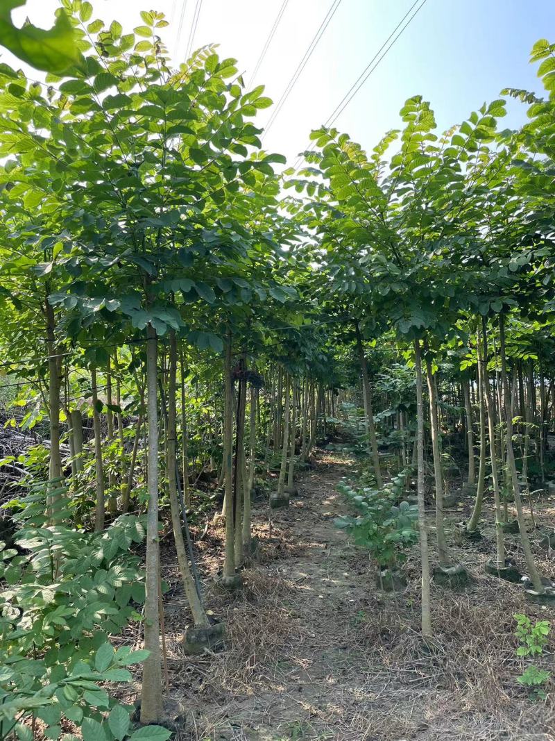 原生火焰木1-2-3公分大量出售。自家货源量大