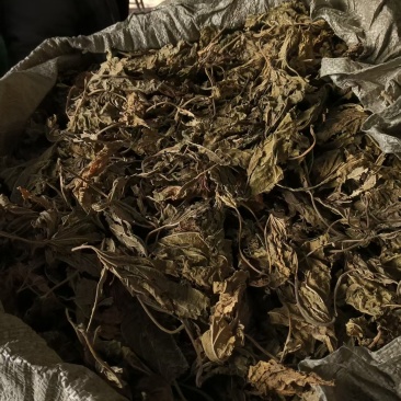 中药材干桑叶。