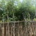 多花黄花风铃木3-7公分大量现货出售现货实拍树身直