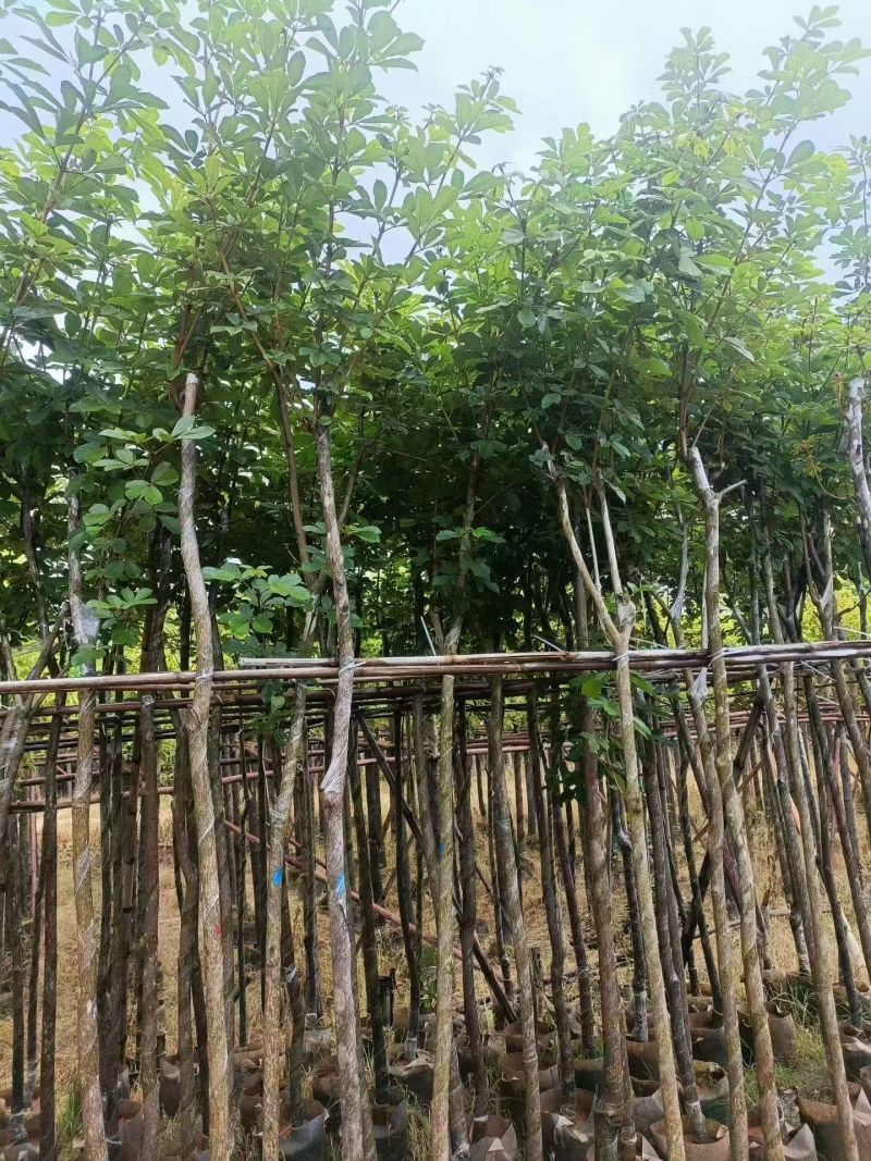多花黄花风铃木3-7公分大量现货出售现货实拍树身直