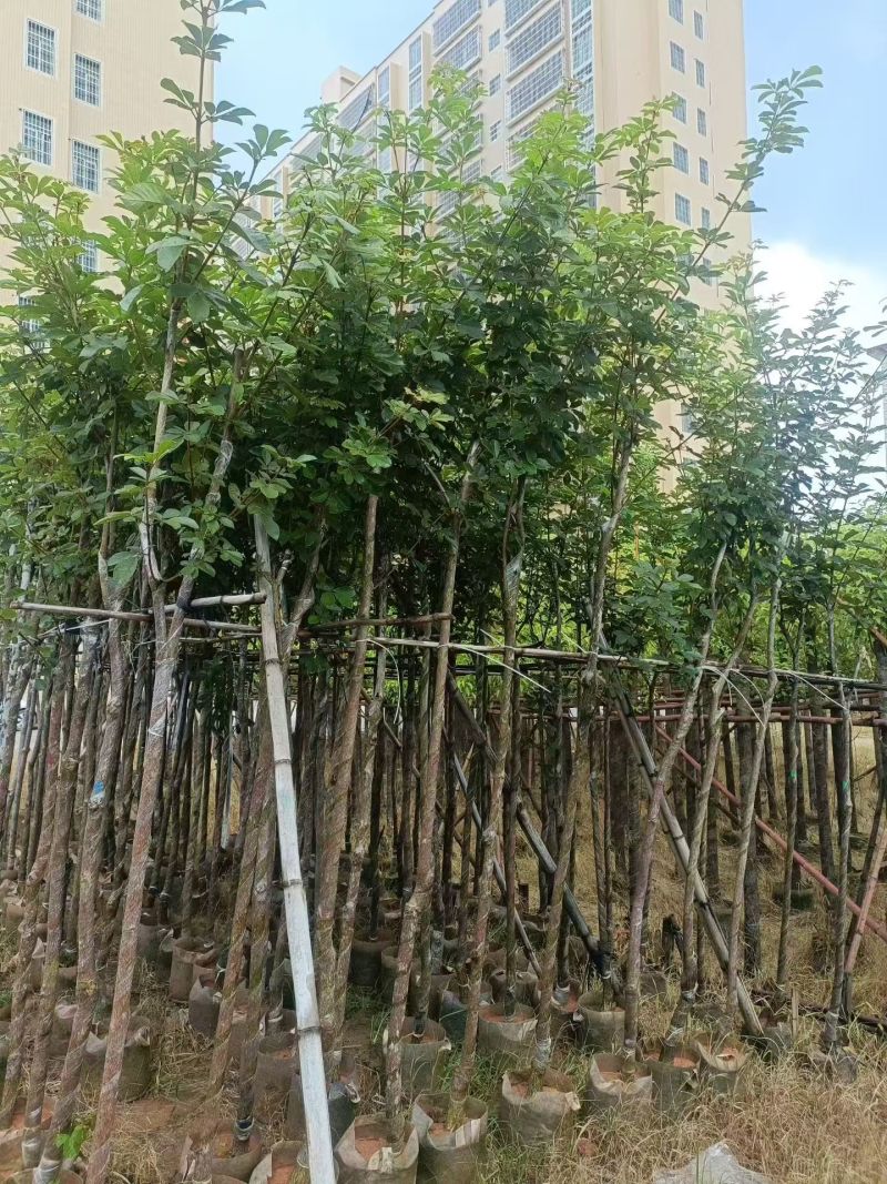 多花黄花风铃木3-7公分大量现货出售现货实拍树身直