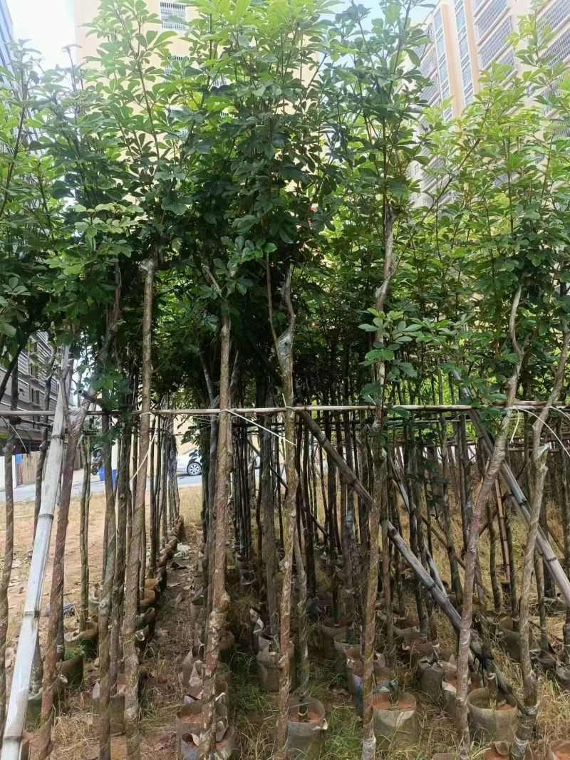 多花黄花风铃木3-7公分大量现货出售现货实拍树身直
