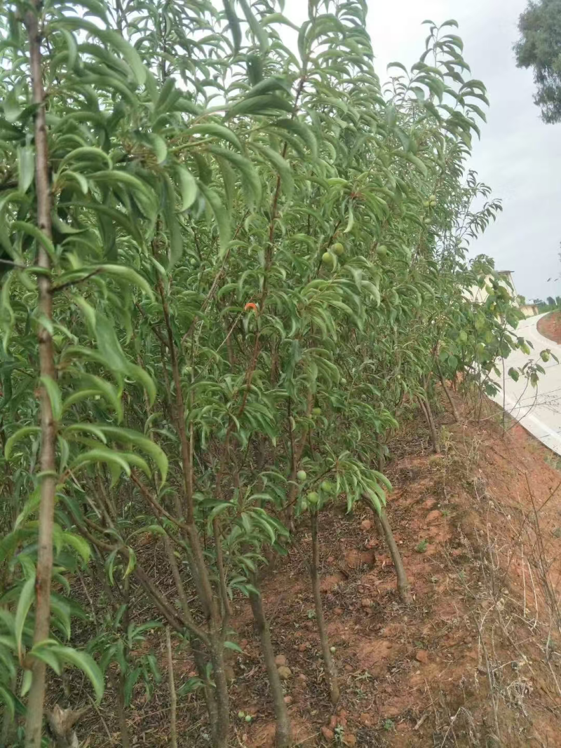 蜂糖李苗基地直发包成活包挂果可视频看货假一赔十欢迎来电