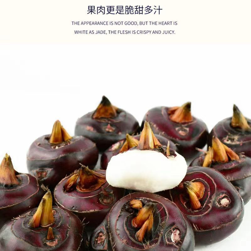 包质量马蹄荸荠湖北毛马蹄大量供应支持电商一件代发