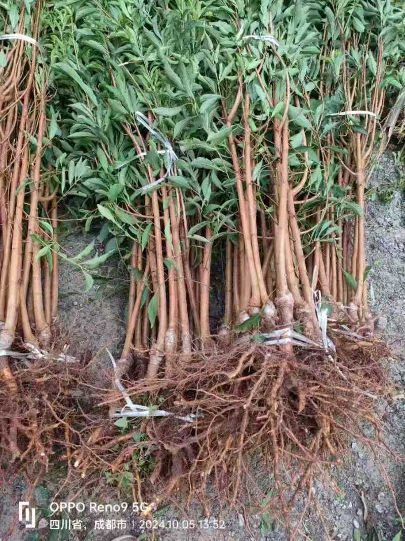 四川蜂糖李苗基地直发包成活包挂果视频看货免费提供技术指导