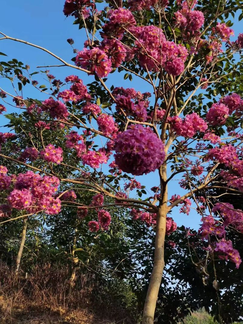 紫花风铃木3-8公分大量出售基地直销自家货源