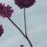 紫花风铃木3-8公分大量出售基地直销自家货源