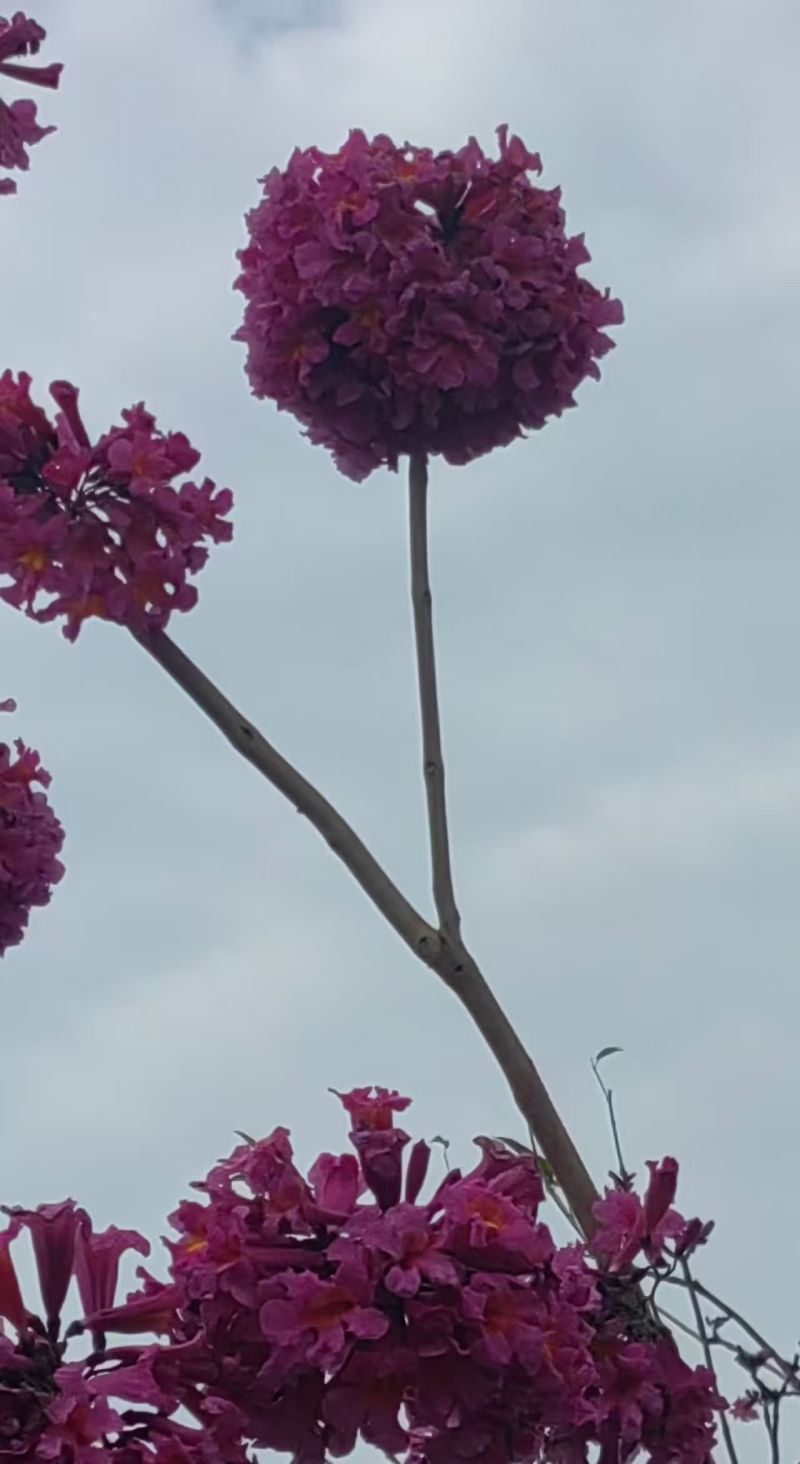 紫花风铃木3-8公分大量出售基地直销自家货源